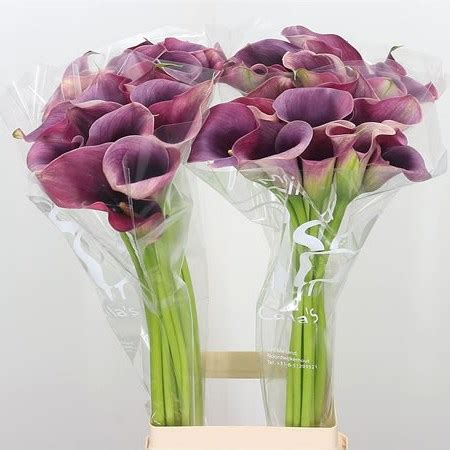 Calla Lily Captain Promise 80cm Wholesale Dutch Flowers Florist