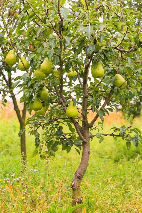 How And When To Prune Pear Trees Gardeners Path