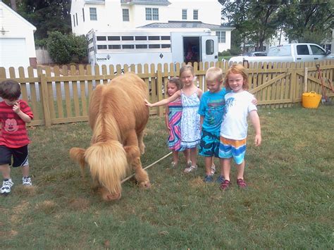 Kids Love To Pet Our Miniature Cow Shaggy Hes A Hit At Petting Zoo