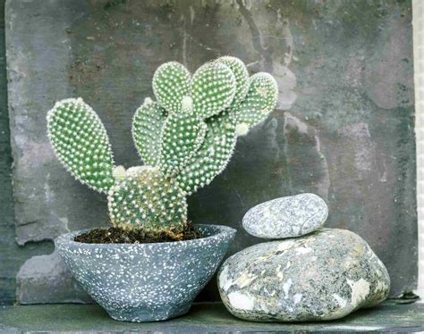 10 Best For Small Potted Cactus For Sale Pink Wool