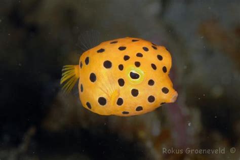 Lembeh Indonesia 84 Of 126