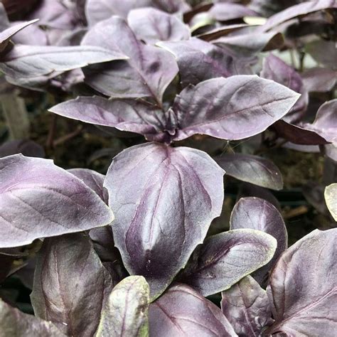 Purple Basil Scarlett Gardens