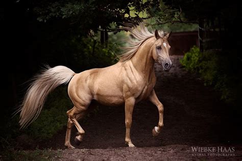 Arabian Gold Horses Beautiful Arabian Horses Beautiful Horses