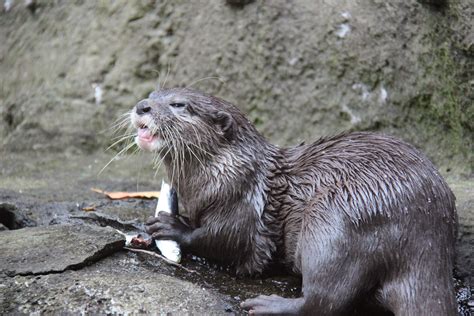 10 Facts You Might Not Know About The Adorable Otter