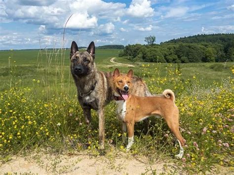 Armenian caucasian shepherd dogs come in two varieties, being either longhaired and very large, or slightly smaller with a medium length coat in a wolf grey colour. Pin by Juppu on Dutch Shepherd (Short haired)