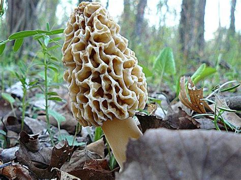 12 Tips For Hunting Morel Mushrooms Organic Authority