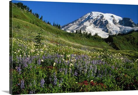 Wildflowers Blooming In Front Of Snowy Mount Rainier Washington Wall