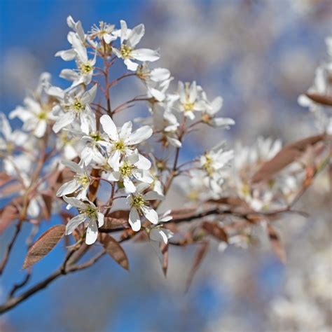 Amelanchier Lamarckii Agm