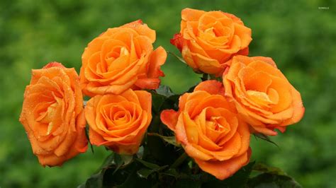 Orange Roses Wallpapers Top Free Orange Roses Backgrounds