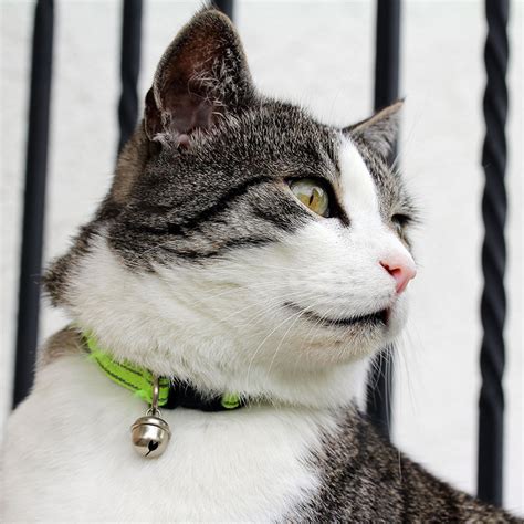 Best Cat Collar Reviews & Buying Guide (May. 2021) • Outlinist