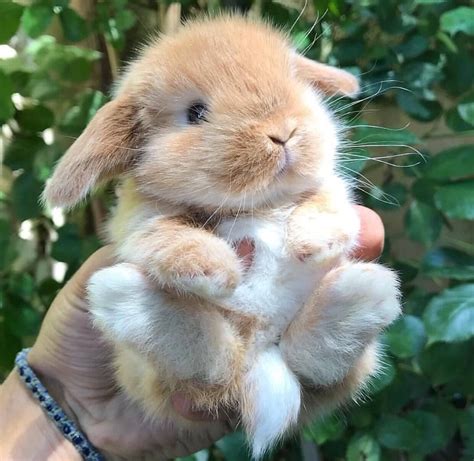 Pin By Leanne M Bailey 🌻 On Adorable Cute Baby Bunnies Cute Funny