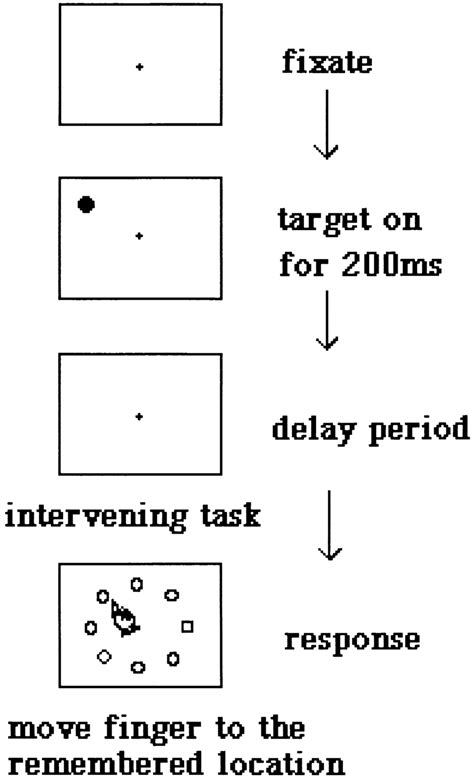 Spatial Working Memory Task Download Scientific Diagram
