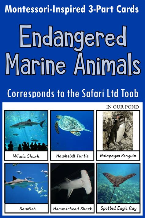 Endangered Marine Animals 3-part Cards - In Our Pond