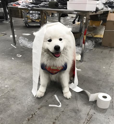 14 Pictures Of Samoyed Dogs That Can Cheer You Up Petpress