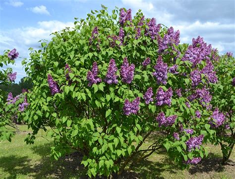 Common Lilac Guide How To Grow And Care For Syringa Vulgaris