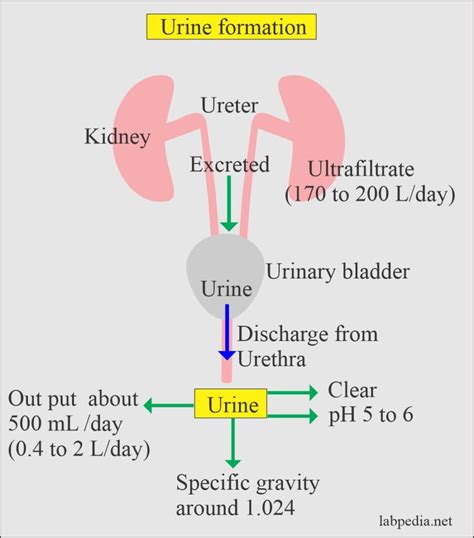 Urine Sample Types Urine Formation And Composition