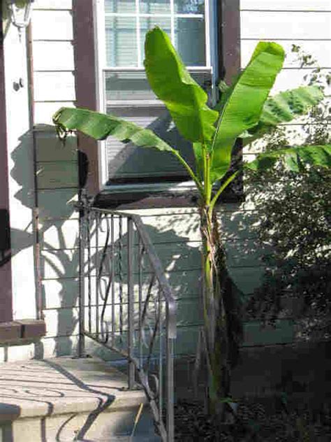 Please tree mail me for trades, i'm always actively looking for more new plants, and love to trade! Doug Greens Gardening: Banana tree growing well - thank ...