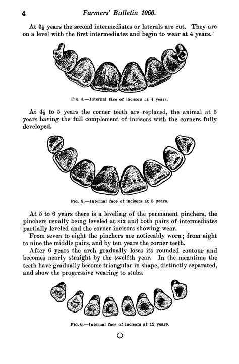 Cattle Age By Teeth