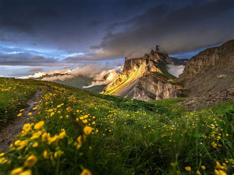 Dolomites Wildflowers Mountain Range In Italy Three Peaks South Tyrol