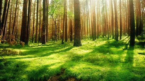 Sunlight In Forest Desktop Background With Images