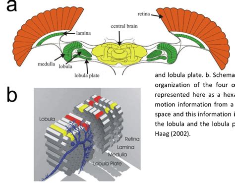 Schematic Overview Of The Fly Visual System Download Scientific Diagram