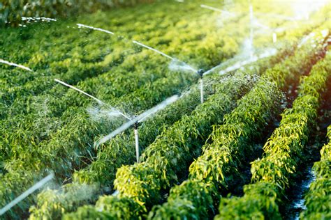 Importance Of Agricultural Irrigation 4 Irrigation Systems Woofter