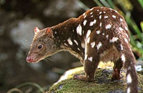 Quoll Survey In Planned Logging Coupes Abc Hobart Australian