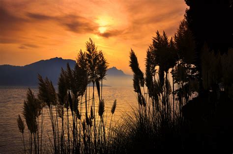 Sunlight Sunset Sea Mountain Reeds Forest Tree Amazing