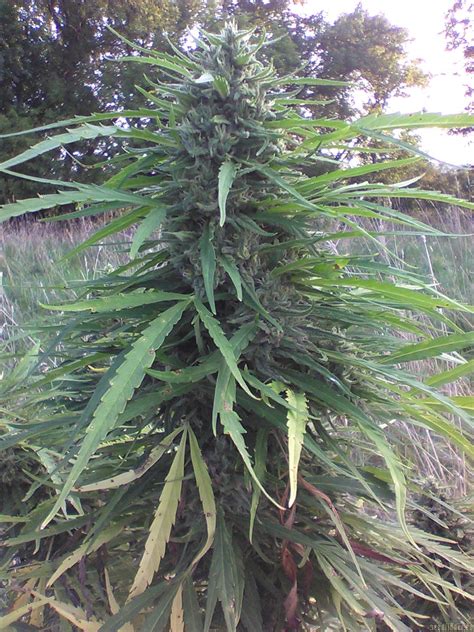 big nugs fast seedsman cannabis strain gallery