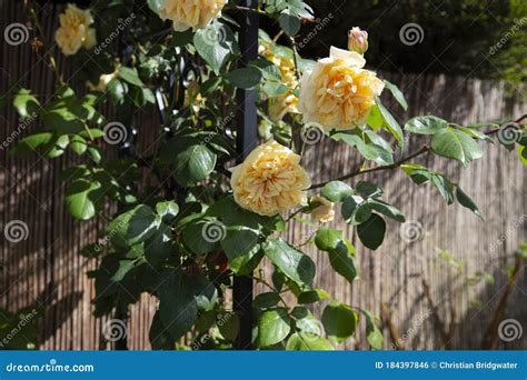 Yellow Rambling Rose Climbing Up A Garden Arbour Arch Frame Stock