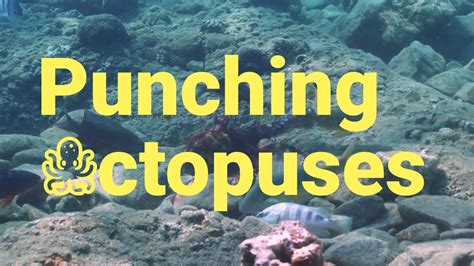 Octopus Punch Other Coral Reef Fish While Hunting For Food Youtube