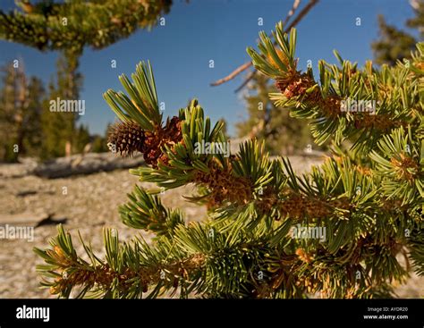 Bristlecone Pine Trees Pinus Longaeva At C 11 000 Ft In The White