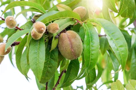 Small Green Unripe Peach On The Tree In An Orchard Stock Photo Image