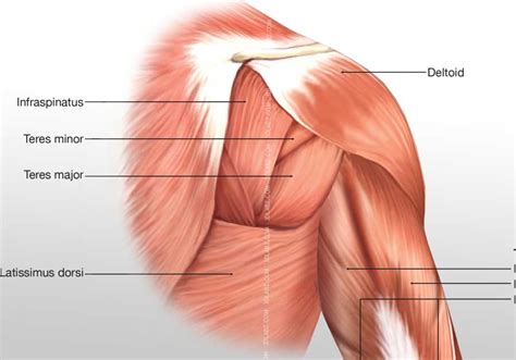 Arm Muscles Diagram Posterior Tutorials And Quizzes On Muscles That