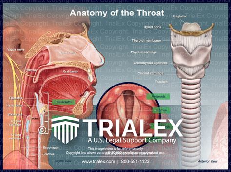 Structure Of Throat