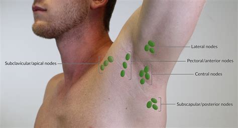 Lymph Node Locations Male