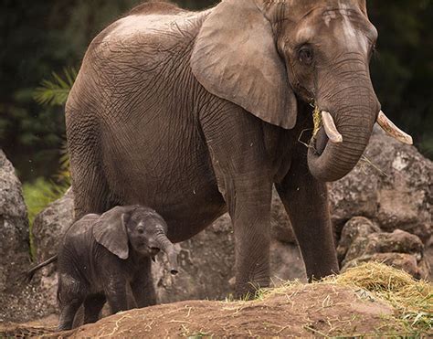 Disneys Animal Kingdom Welcomes Baby Elephant