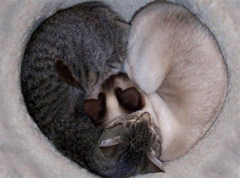 21 Reasons Why Cats Like To Squeeze Into Tiny Spaces Sf Globe