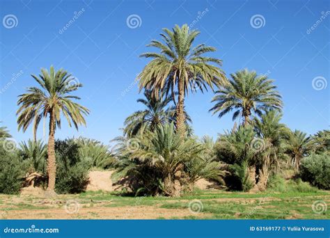 Date Palm Trees In Africa Stock Image Image Of Morocco 63169177