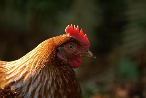 The links below offer more information about avian influenza. Raising Poultry? Here Are 5 Ways To Guard Against Bird Flu ...