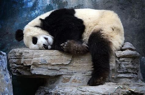 Oso Panda Durmiendo Beijing China Zoo Panda Bear Animal Photo