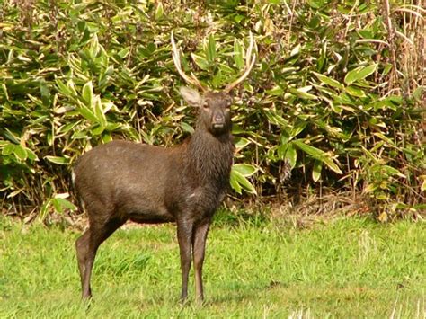 Wild Animals in Japan