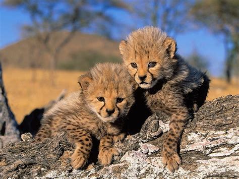 Baby Cheetah Cheetah Cubs Baby Cheetahs Cheetah Hd Wallpaper Pxfuel