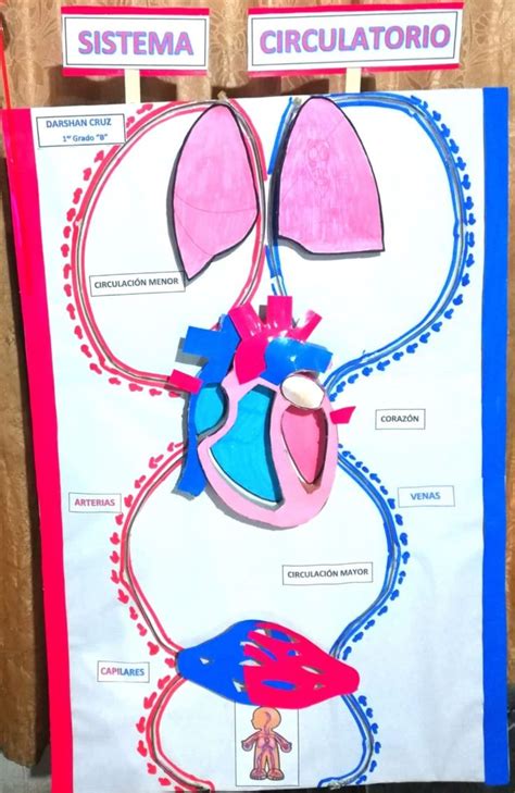 Maqueta Sistema Circulatorio Sistema Circulatorio Maqueta
