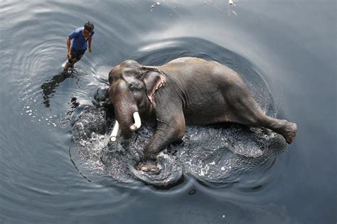 Elephant Bathes In Yamuna River The Himalayan Times Nepal S No 1 English Daily Newspaper