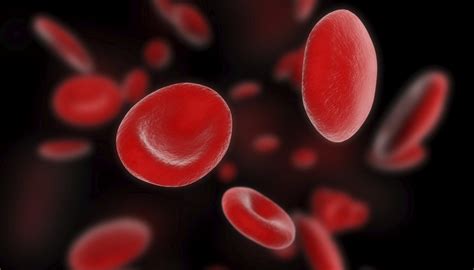 The Difference Between Red And White Blood Cells Sciencing