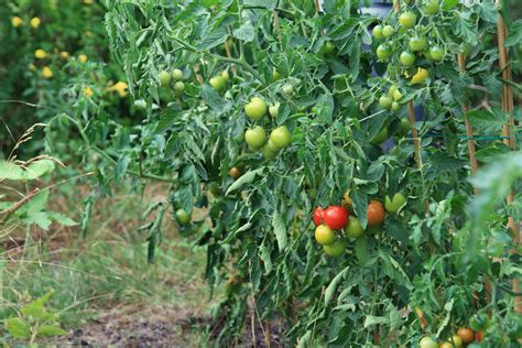 Early Girl Tomato Profile Caring For A Fast Growing Plant To Yield A
