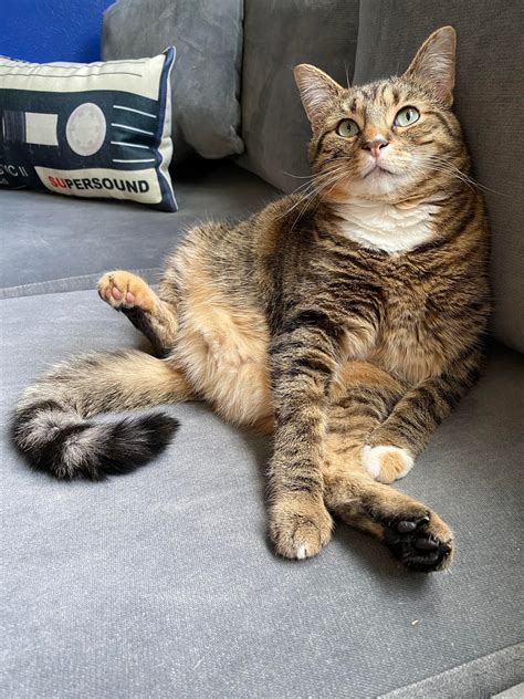 Raisin Is A Chonk But Looks Super Chonky When She Sits Like This R