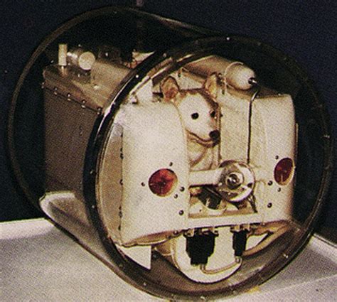 First animals in space were not just so they have been carefully selected and have passed a special training before the flight.it is interesting that, taking dogs to participate in the flight gave preference to the yard, outbred individuals, as they are more physically hardy. The first creature in space was a dog. She died miserably ...