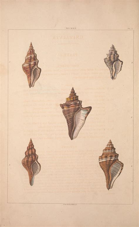 Conchology Or The Natural History Of Shells Containing A New